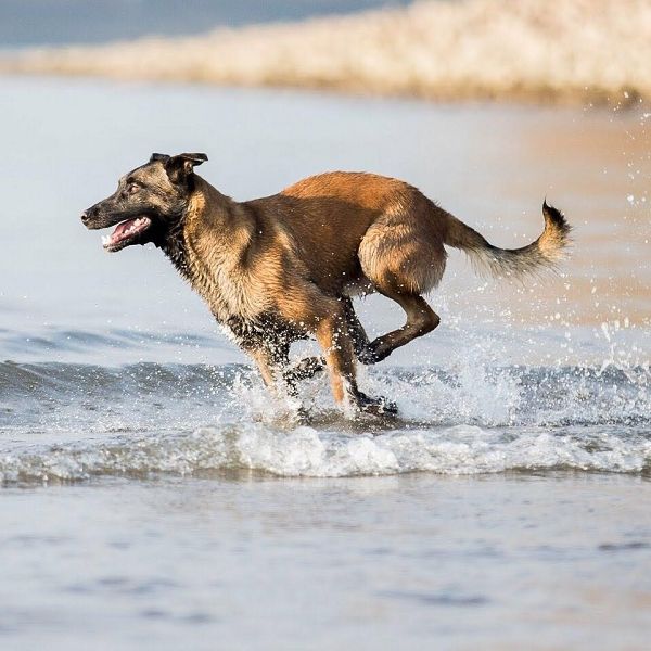Hund