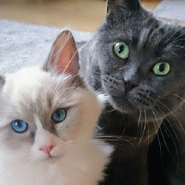 Katze