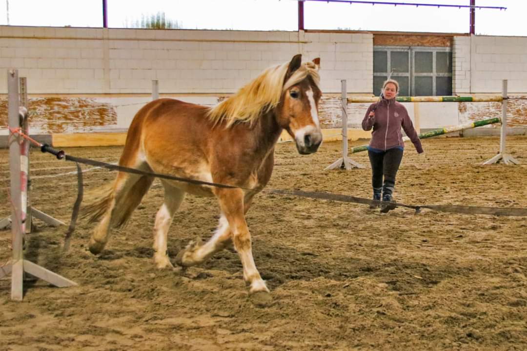 Reitweise