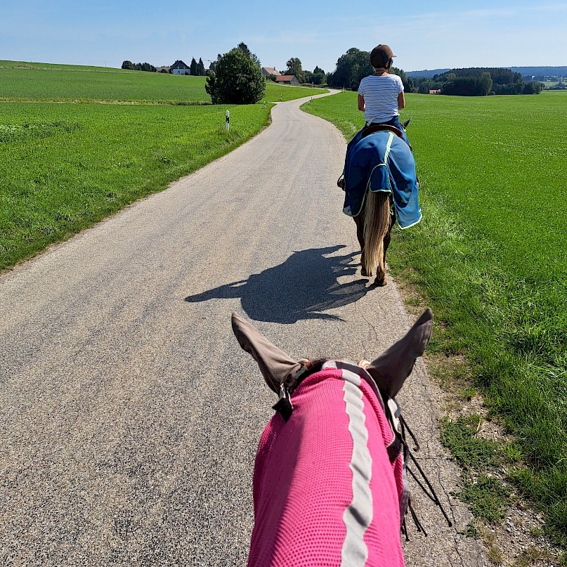 Reitpferd