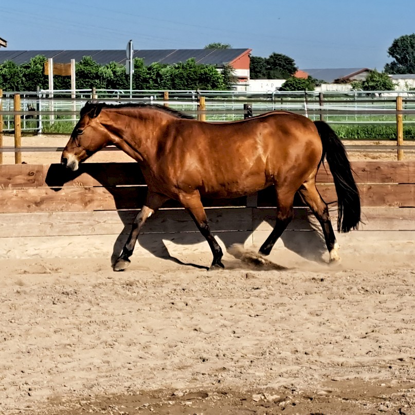 Training
