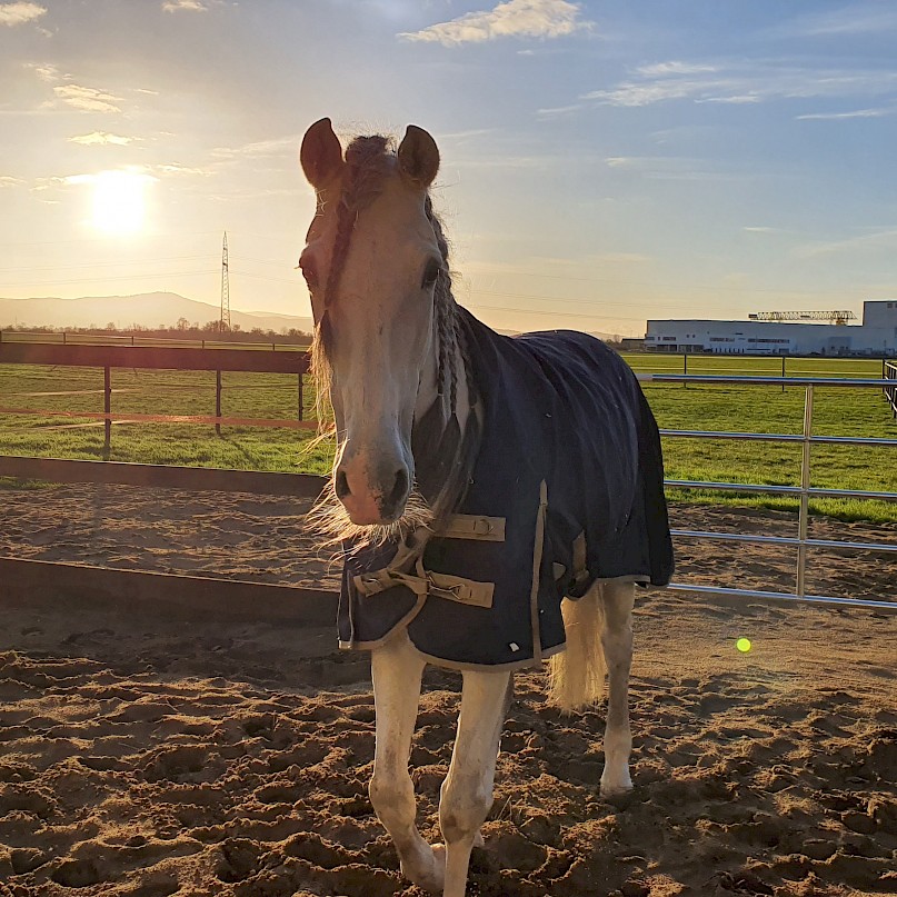Tierbesitzer